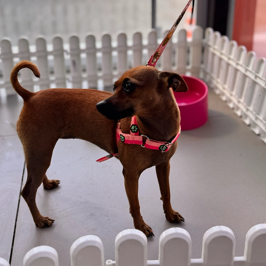 Espaço Pet - Detalhe 2